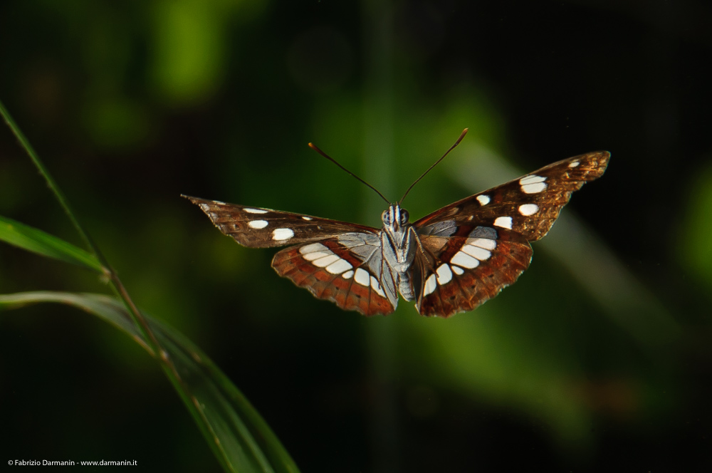 Fotografia Naturalistica 02