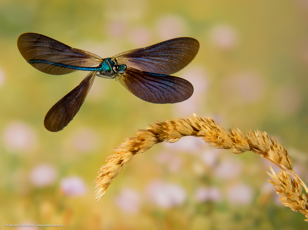 Fotografia Naturalistica 04