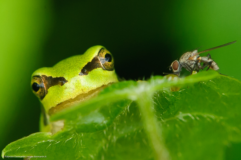 Fotografia Naturalistica 05