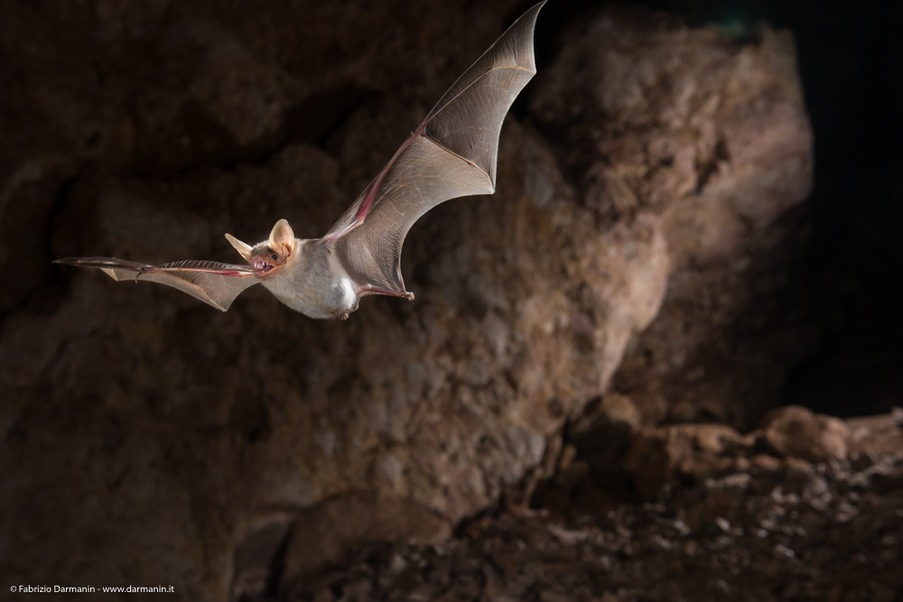 Fotografia Naturalistica 12