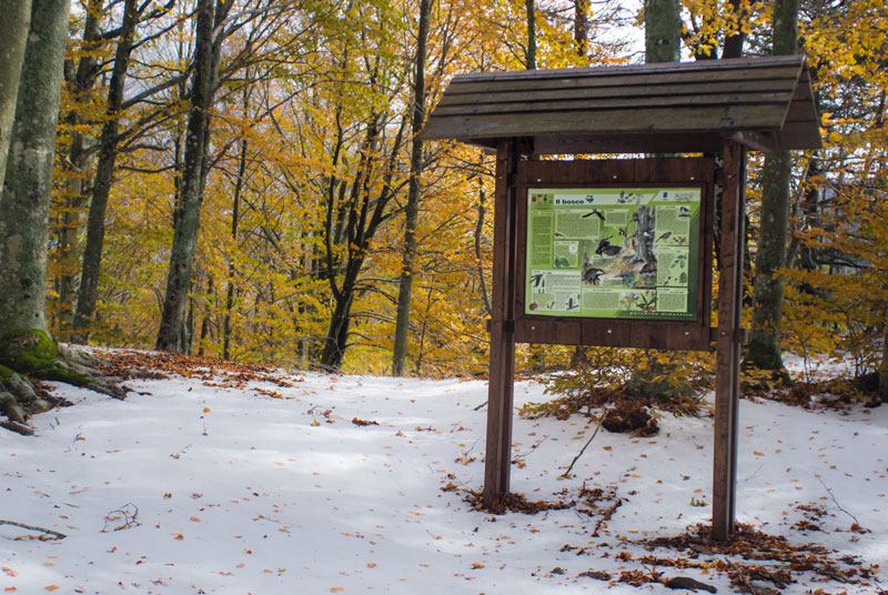 Percorso didattico Foresta di Sant'Antonio 08