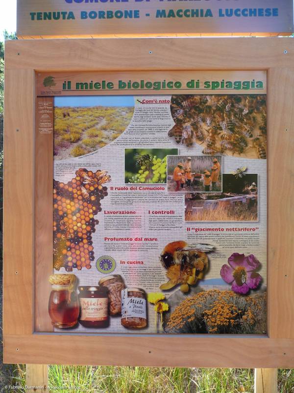 Parco di Migliarino Massaciuccoli San Rossore 12