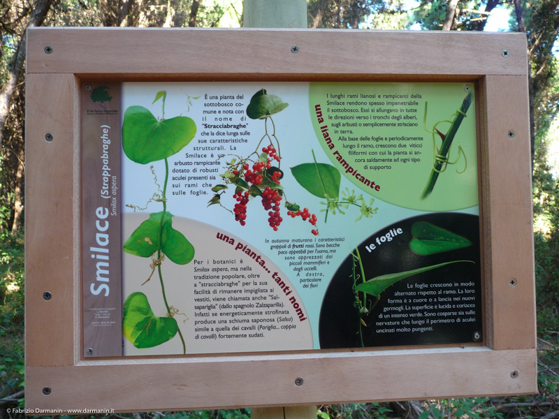 Parco di Migliarino Massaciuccoli San Rossore 16