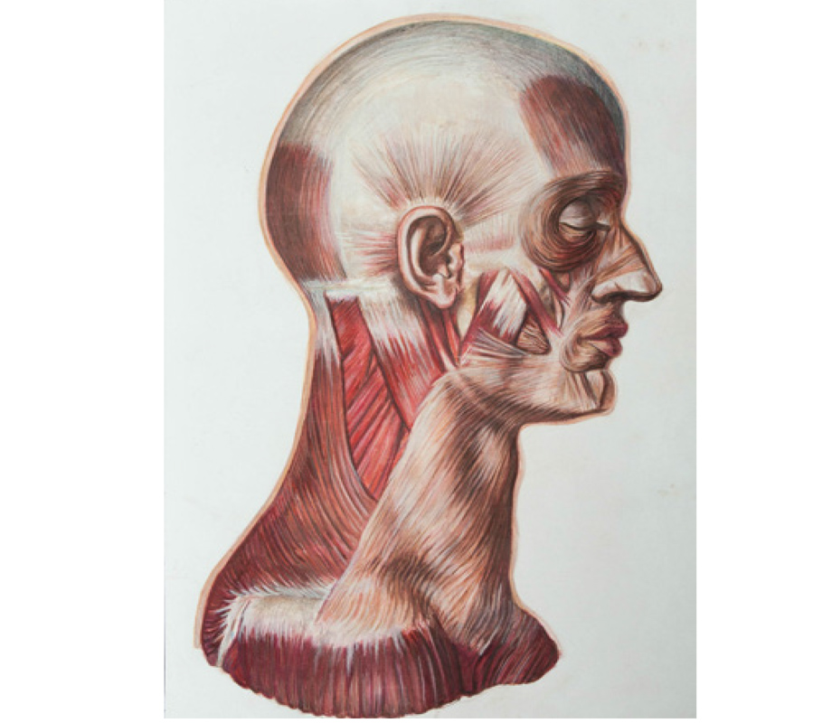 Disegno naturalistico 10