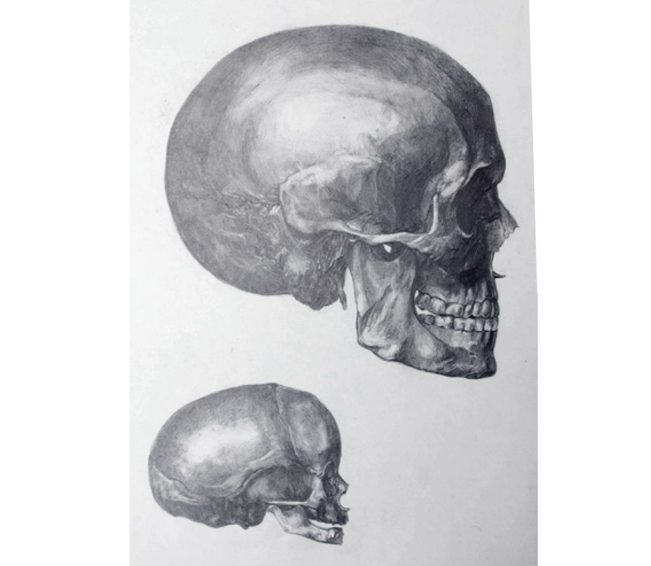 Disegno naturalistico 11