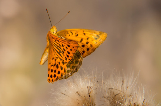 Fotografia naturalistica